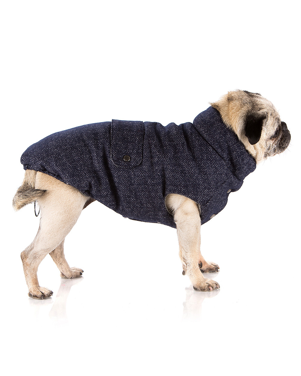 Elegance pug fashion puppies