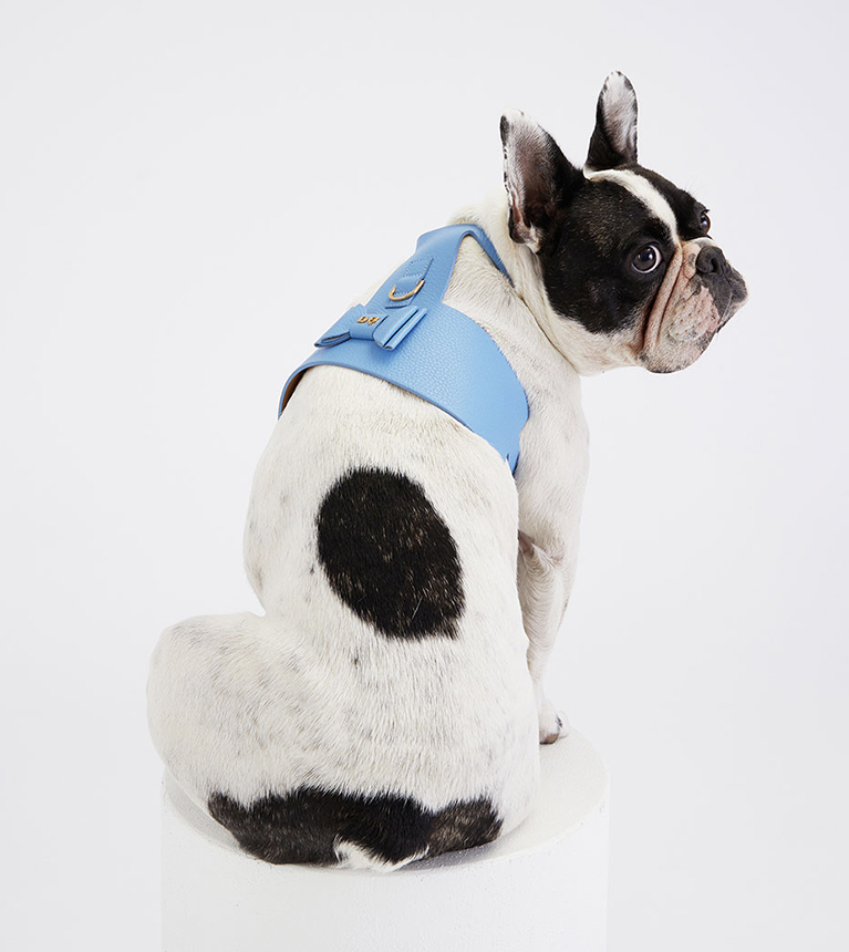 Hundehalsband Bestseller - Luxus für Hunde DER BLOG